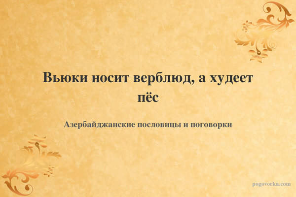 Вьюки носит верблюд, а худеет пёс