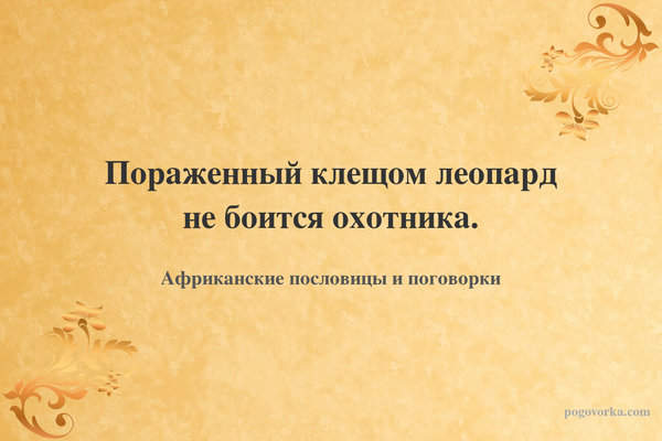 Пораженный клещом леопард не боится охотника.