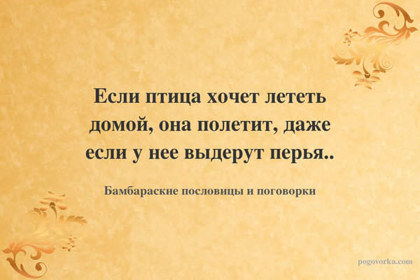 Если птица хочет лететь домой, она полетит, даже если у нее выдерут перья..