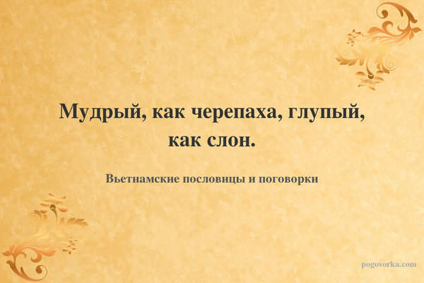 Мудрый, как черепаха, глупый, как слон.
