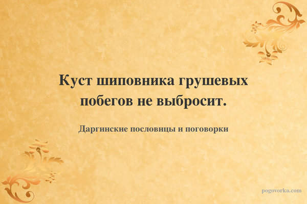 Куст шиповника грушевых побегов не выбросит.