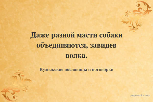 Даже разной масти собаки объединяются, завидев волка.