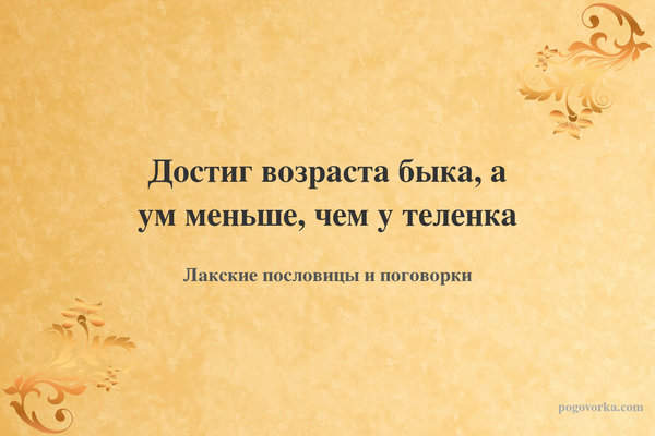 Достиг возраста быка, а ум меньше, чем у теленка