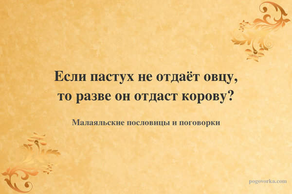 Если пастух не отдаёт овцу, то разве он отдаст корову?