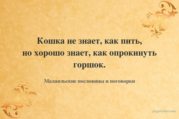 Кошка не знает, как пить, но хорошо знает, как опрокинуть горшок.