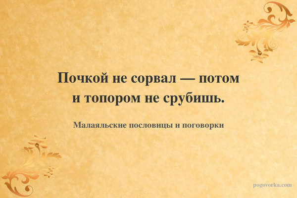 Почкой не сорвал — потом и топором не срубишь.