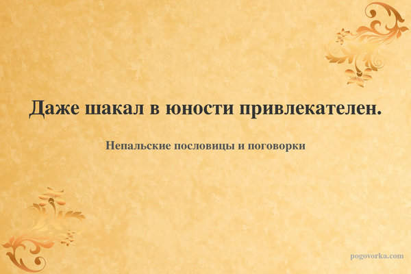 Даже шакал в юности привлекателен.
