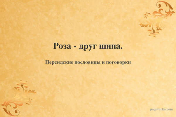 Роза - друг шипа.