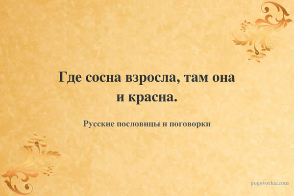 Где сосна взросла, там она и красна.