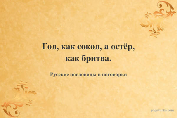 Гол, как сокол, а остёр, как бритва.