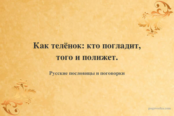 Как телёнок: кто погладит, того и полижет.