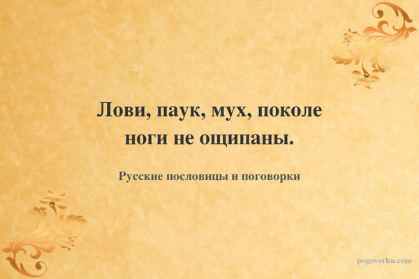 Лови, паук, мух, поколе ноги не ощипаны.