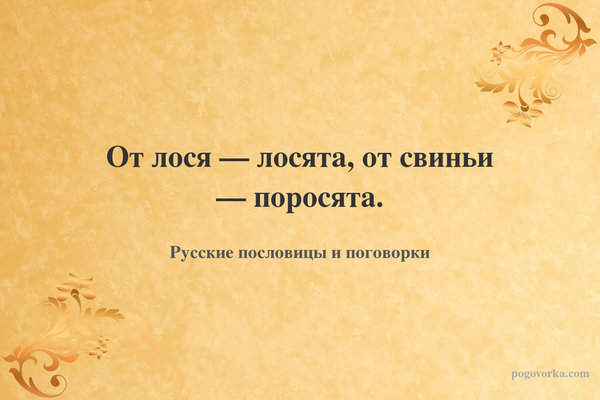 От лося — лосята, от свиньи — поросята.