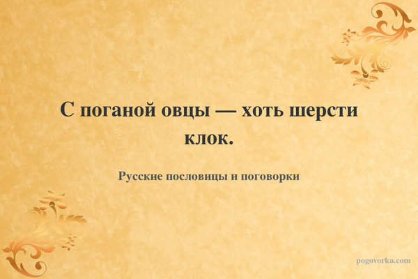 С поганой овцы — хоть шерсти клок.