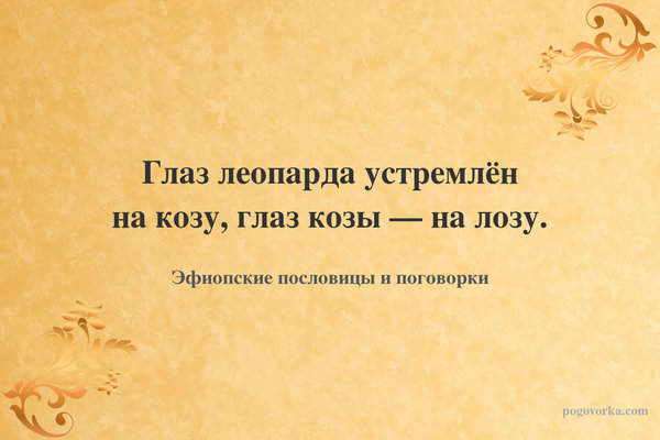 Глаз леопарда устремлён на козу, глаз козы — на лозу.